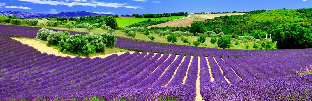 Proom Single Supp WLJ0-T, Lavender fields, France, Europe